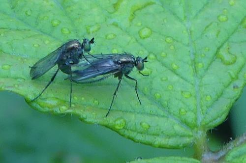 Dolichopus sp.